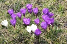 Wiosna w ogrodach_12