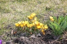 Wiosna w ogrodach_3